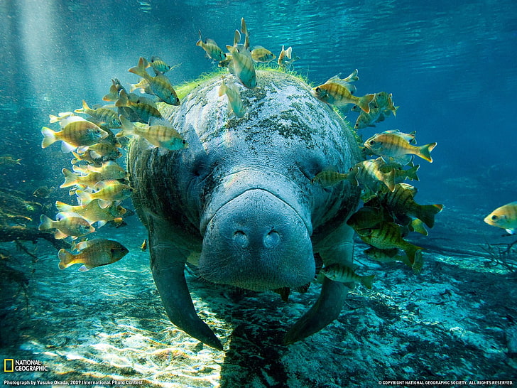 green and brown leaf plant, manatee, animals, National Geographic, HD wallpaper