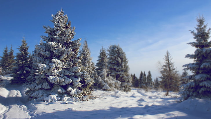 nature, winter, landscape, snow, cold temperature, plant, tree, HD wallpaper