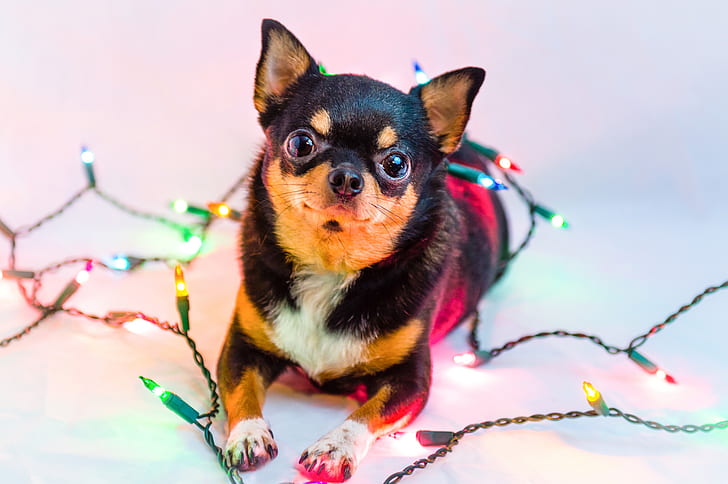 Dogs, Chihuahua, Christmas Lights