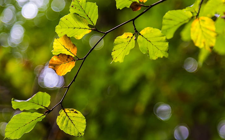 HD wallpaper: Green yellow leaves, branch, blur, green tree leaves |  Wallpaper Flare