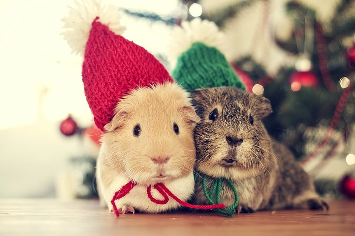 two gray and brown chinchillas, Love, Tree, Christmas, Animals, HD wallpaper