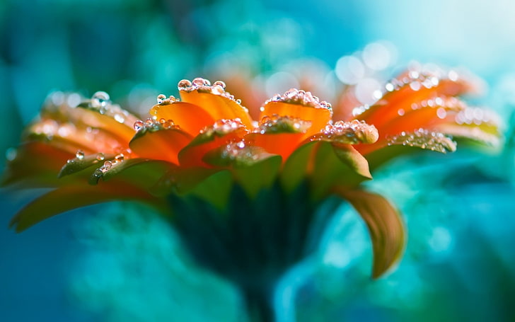 orange Gerbera daisy flower, untitled, flowers, macro, water drops, HD wallpaper