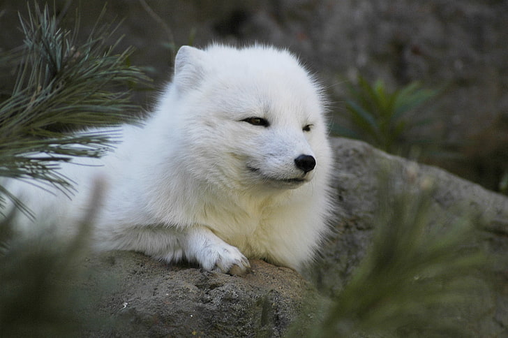 medium-coated white dog, arctic fox, animals, animal themes, one animal