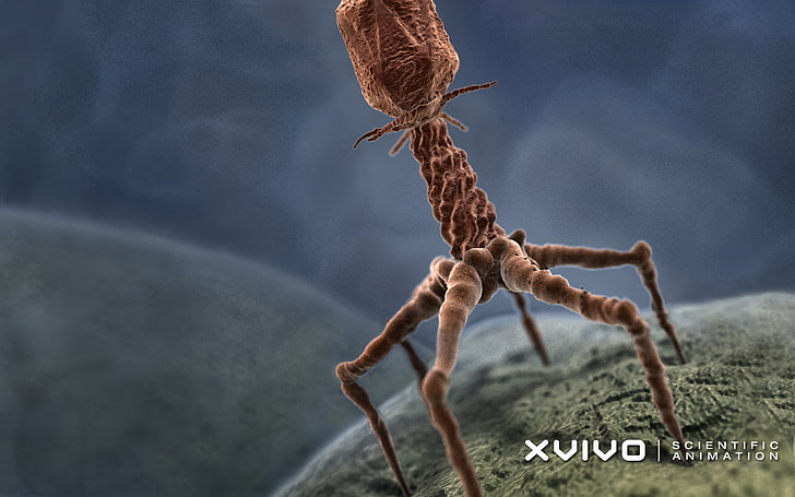 Bacteriophage Life Cycle Animation