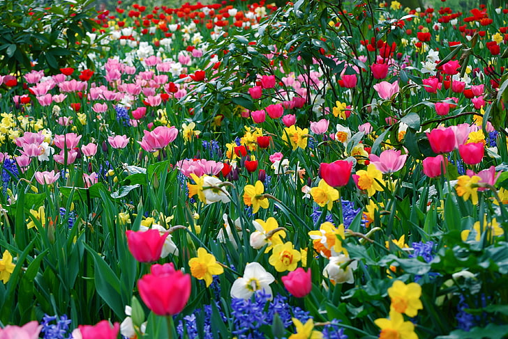 assorted-color flowers wallpaper, tulips, daffodils, meadow, beauty, HD wallpaper