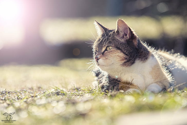 focus lens photography of calico cat on grass, rays, rays, spring, HD wallpaper