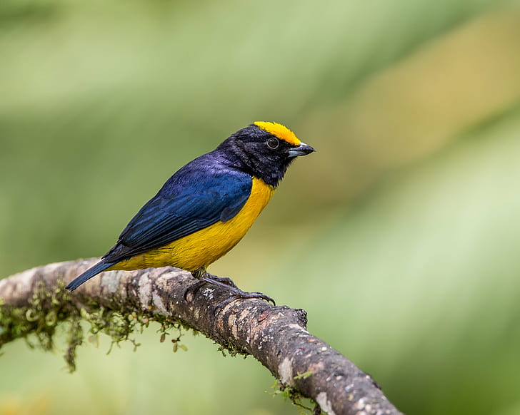 selective focus photography of blue and yellow bird with black beak on brown tree trunk, orange-bellied euphonia, orange-bellied euphonia, HD wallpaper