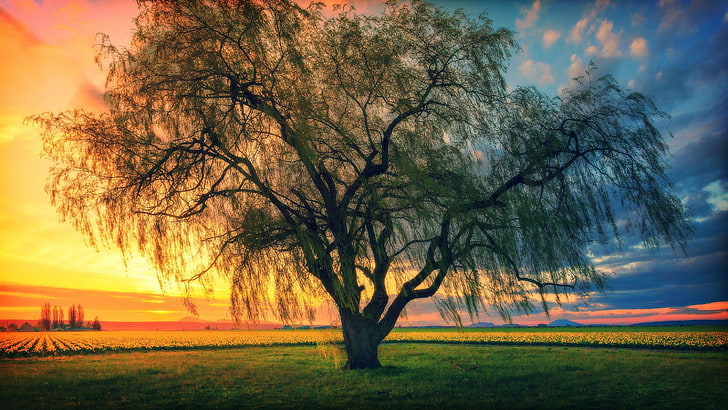 green tree, trees, sunset, morning, sky, plant, nature, beauty in nature, HD wallpaper