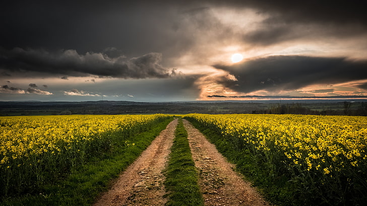 rapefield, dirt road, cloudy sky, yellow flowers, canola, sunset
