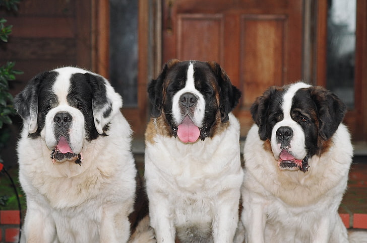 three adult brownish-white Saint Bernards, st bernards, dogs