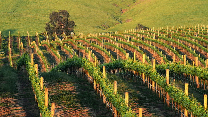 Waves Of Napa Vineyards In California, fields, hills, sunset