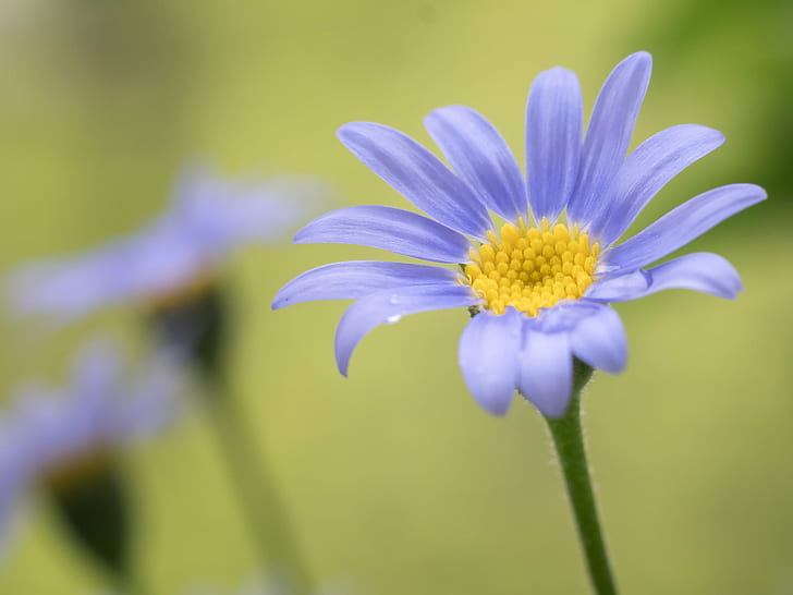 selective focus photography of purple Daisies, Trust, in blue