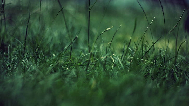 grass, closeup