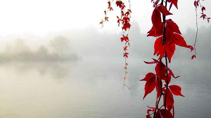 red flowers, red leaf tree, water, leaves, mist, nature, fall