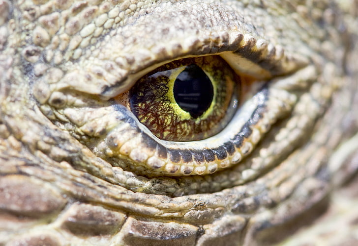 animals, reptiles, macro, yellow eyes, animal eye, close-up, HD wallpaper