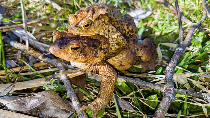 frog, toad, amphibian, terrestrial animal, animal themes, animal wildlife