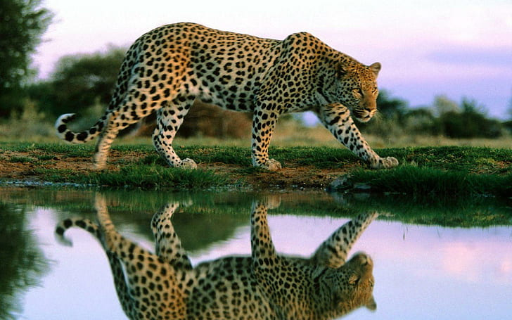 Leopard High Resolution, cats, HD wallpaper