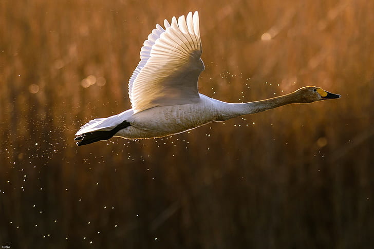 Bird swan goose, white and grey bird, duck, takeoff, flight, spray
