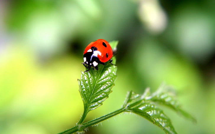 red and black ladybug, ladybugs, insect, nature, macro, blurred, HD wallpaper