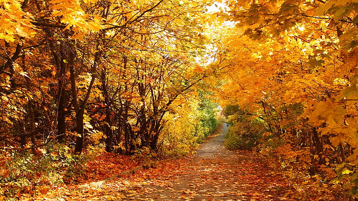 for desktop nature scenes beautiful scenery 1920x1080, autumn, HD wallpaper