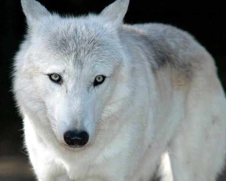 wolf, white