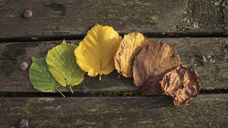 leaves, wood, wooden surface, leaf, plant part, autumn, wood - material