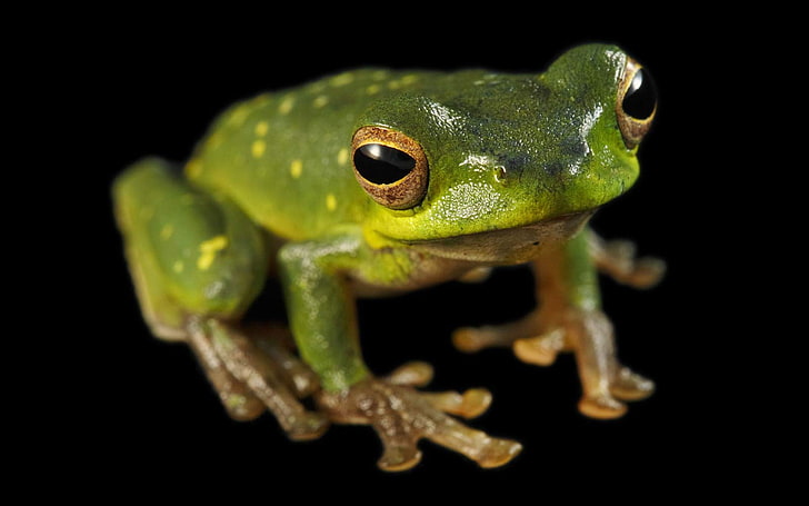 green and yellow frog figurine, animals, amphibian, one animal