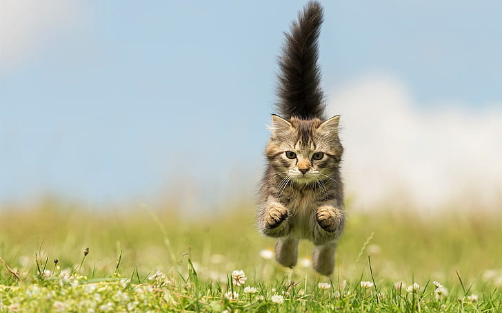 Kitten running, jump, wildflowers