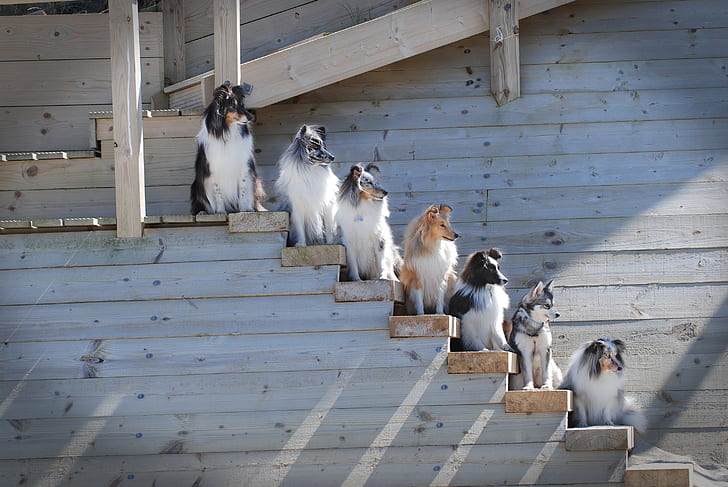 dogs, ladder, rank, Sheltie, The border collie, Shetland Sheepdog, HD wallpaper