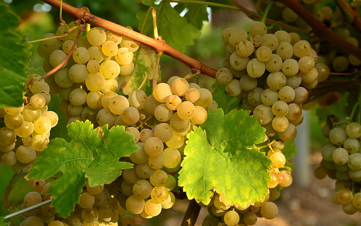nature, Grape, grapes, grapevine