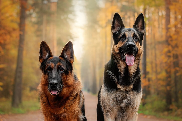 HD wallpaper: Dogs, German Shepherd, Depth Of Field, Pet | Wallpaper Flare