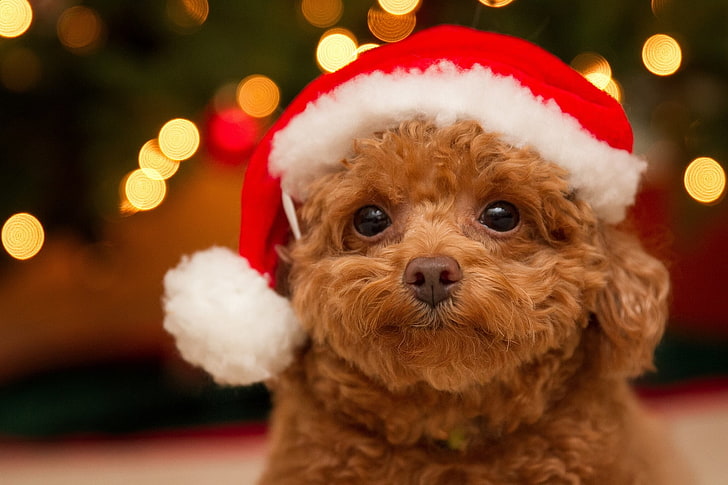 look, dog, muzzle, puppy, poodle, cap, christmas, canine, pets