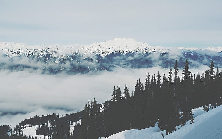 pine trees, mountains, snow, winter, landscape, cold temperature