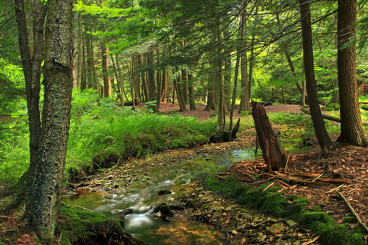 green forest trees during daytime, Streamside, Pennsylvania, Lackawanna County, HD wallpaper