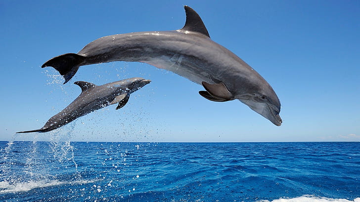 Dolphins jumping in the sea, HD wallpaper