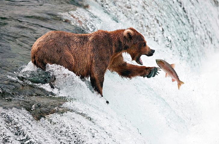 brown grizzly bear, fish, waterfall, splashing, animal, wildlife, HD wallpaper
