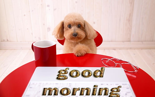 HD wallpaper: Good, Greetings, mood, Morning, motivational, pets, one animal  | Wallpaper Flare