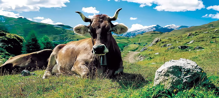 panoramas, animals, mountains, cow, mammal, animal themes, domestic animals, HD wallpaper