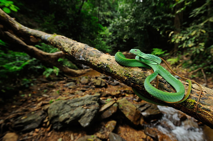 snake, reptiles, animals, tree, green color, plant, forest