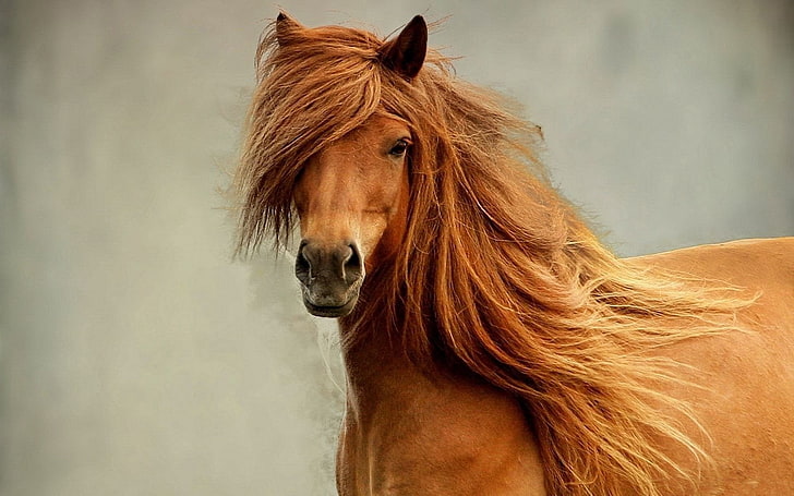 brown horse, mane, head, eyes, animal, stallion, nature, mammal, HD wallpaper