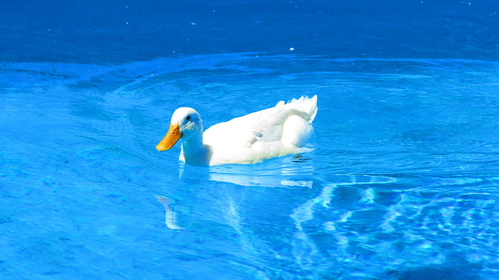 duck, swimming, swimming pool, cyan, water, sunlight, bright, HD wallpaper