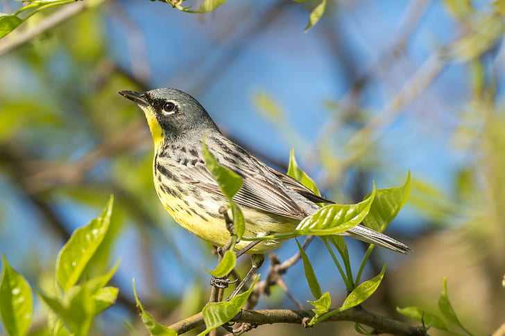 gray and yellow bird perching on tree branch, warbler, setophaga, kirtland, warbler, setophaga, kirtland