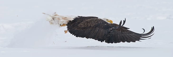 eagle, bald eagle, flying, animals, birds, profile, nature