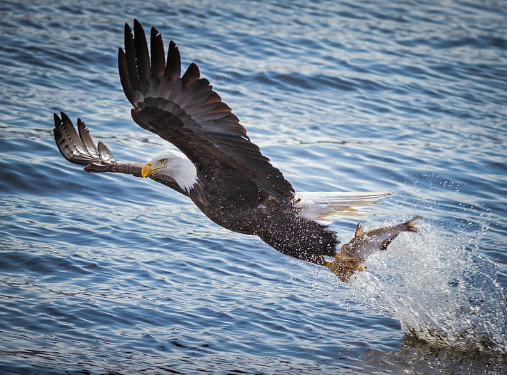 Bald eagle fishing, Bird, predator, wings, flying, mining, water, HD wallpaper