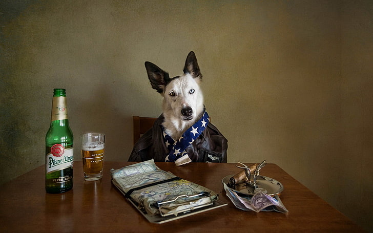 short-coated white and black dog, animals, beer, mammal, pets