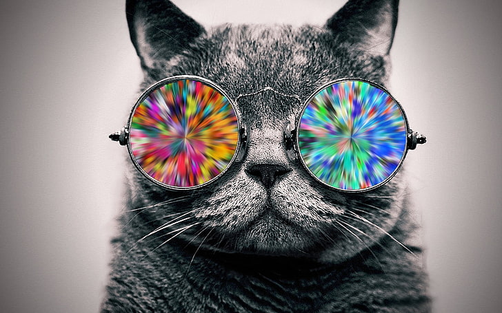 gray cat wearing multicolored sunglasses wallpaper, animals, selective coloring