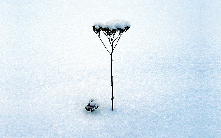 plant covered with snow, blade, stalk, winter, inflorescence