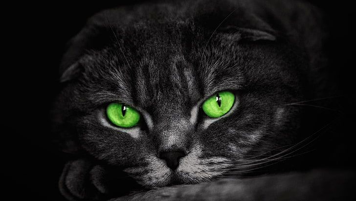 green eyes, cat, whiskers, face, mammal, nose, close up