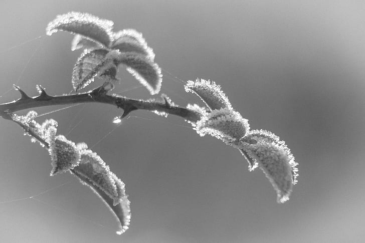 grayscale close up photo of cobweb covered plants, des, nature  noir