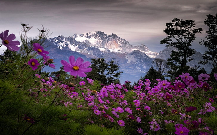 pink aster flowers, landscape, nature, spring, mountains, wildflowers, HD wallpaper